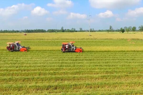 Quy định nộp tiền đất chuyên trồng lúa phải chuyển sang mục đích phi nông nghiệp